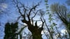 Hat den Sturm überstanden: Berlins ältester Baum (Archivbild).