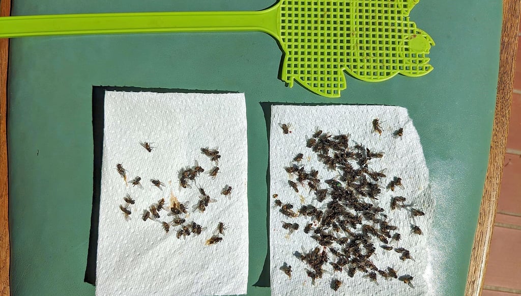 Eklige Lästlinge: Diese totgeschlagenen Fliegen verschickte eine Jävenitzerin per Post an die Betreiber der Geflügel-Anlage.