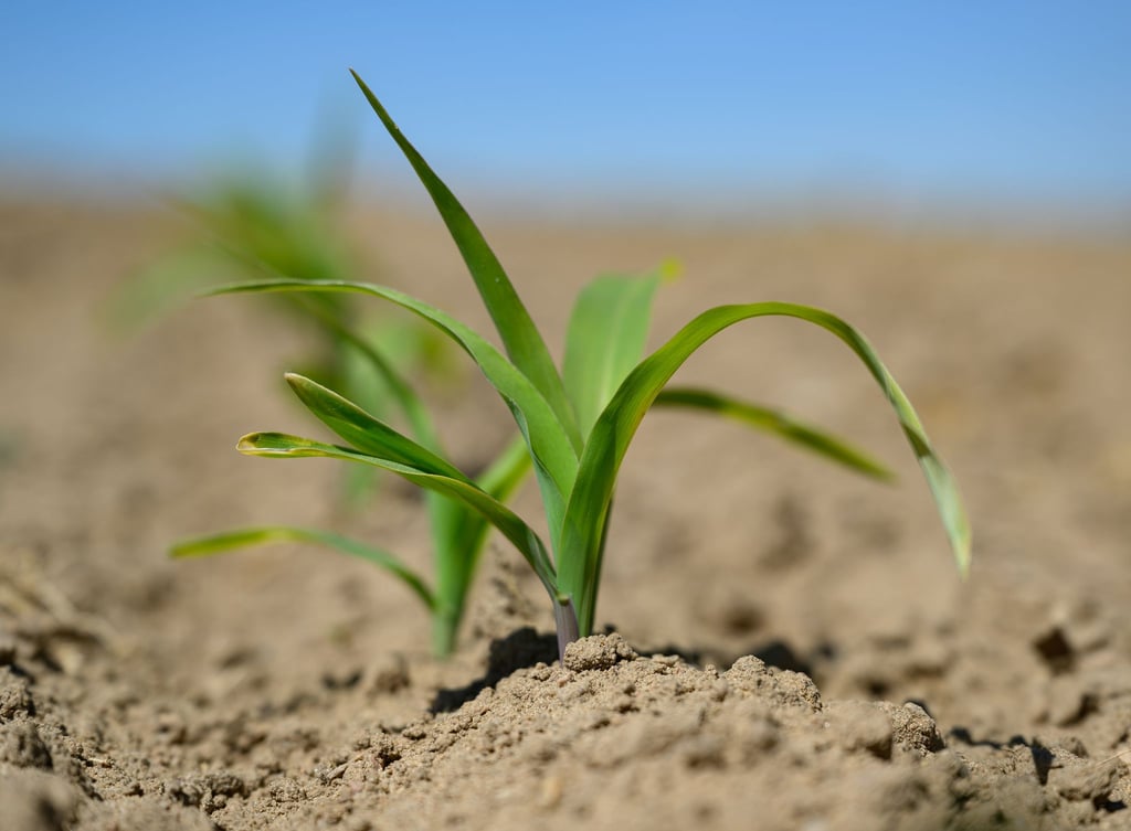 Für die Landwirtschaft ist die enorme Trockenheit ein großes Problem.