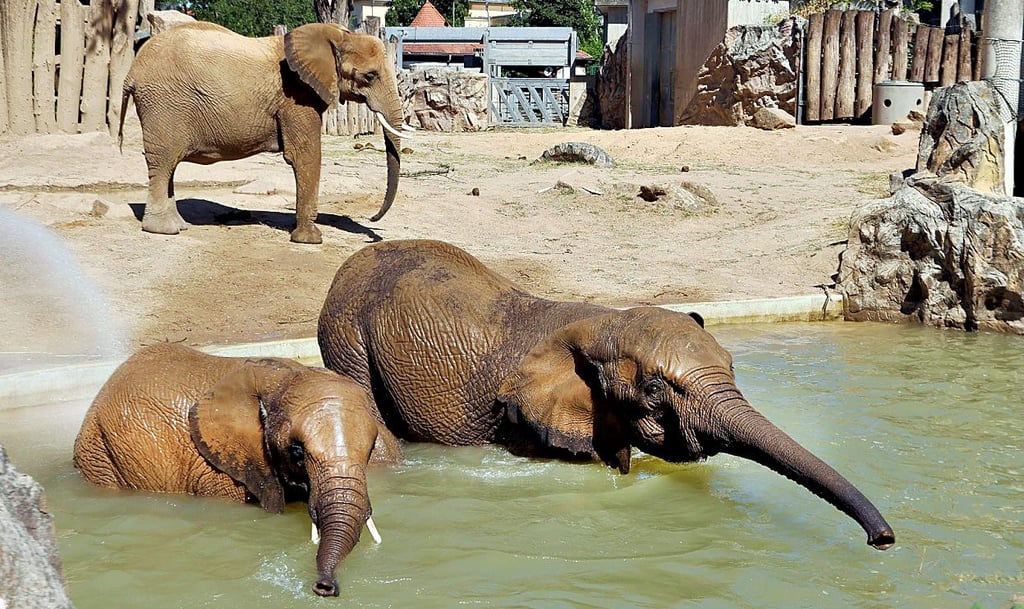 Die Elefanten im Bergzoo genießen das Wasser. Am liebsten baden sie jedoch nicht bei solcher Hitze, sondern bei leichtem Nieselregen.