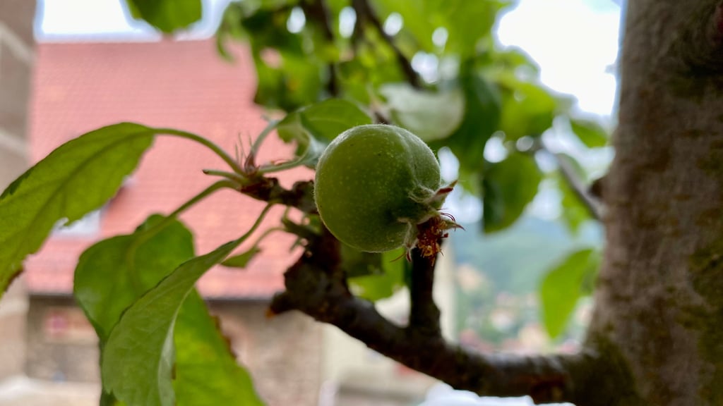 Der erste seiner Art: Auf dem Wernigeröder Schloss wächst ein Apfelbaum der neu gezüchteten Sorte „Schloß Wernigerode“.