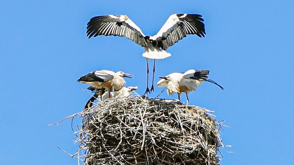 Ein Elternteil bringt Futter für vier Storchenkinder über der Wolmirstedter Adler-Apotheke.