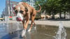 Irish-Wolfhound-Mix-Hündin Wilma kühlt sich ihre Pfoten gern an den Wasserspielen vor der Jugendkunstschule in Magdeburg- Buckau. 