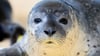 Von einem Flugzeug aus werden die Seehunde im Wattenmeer gezählt - größere Ansammlungen werden dafür fotografiert.