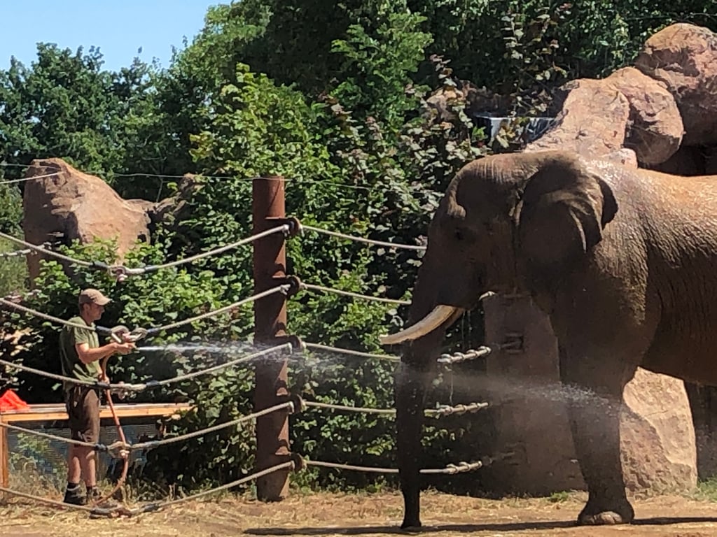 Revierleiter Sebastian Christmann beim Abduschen von Elefant Kando im Zoo Magdeburg. Mehrmals täglich passiert das derzeit.