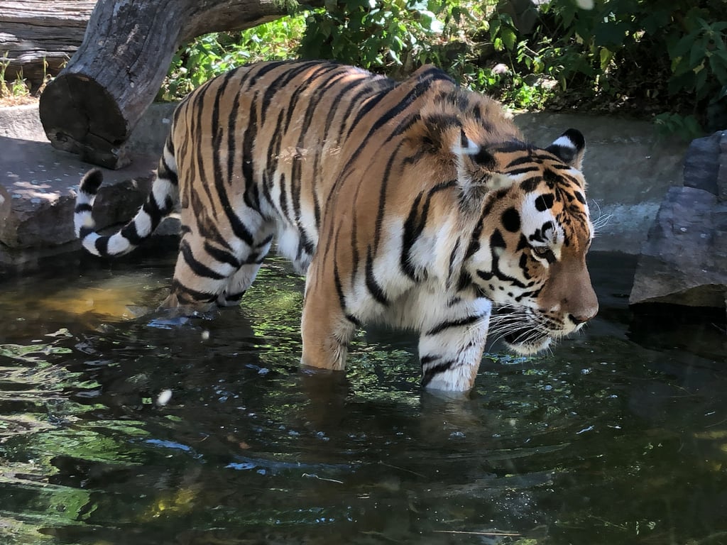 Tiger Kratz sucht sich seine Abkühlung im Wassergraben seiner Anlage im Magdeburger Zoo.