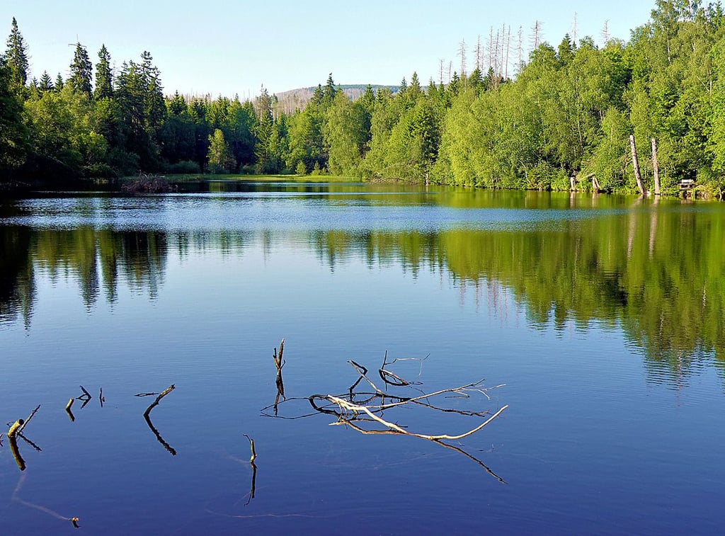 Der Silberteich, ein See für Mutige im Nationalpark Harz bei Braunlage:Totes Holz ragt hier aus dem Wasser.