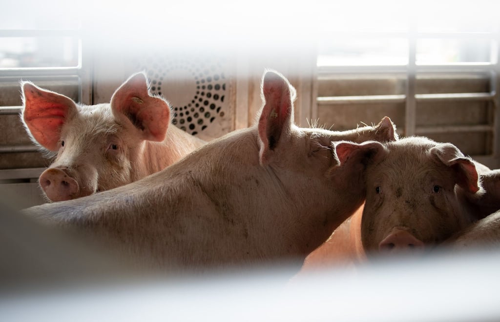 Niedersachsen zieht Konsequenzen: Bei über 30 Grad bleiben Tiertransporter für Langstrecken wie dieser künftig stehen. (Archivbild)