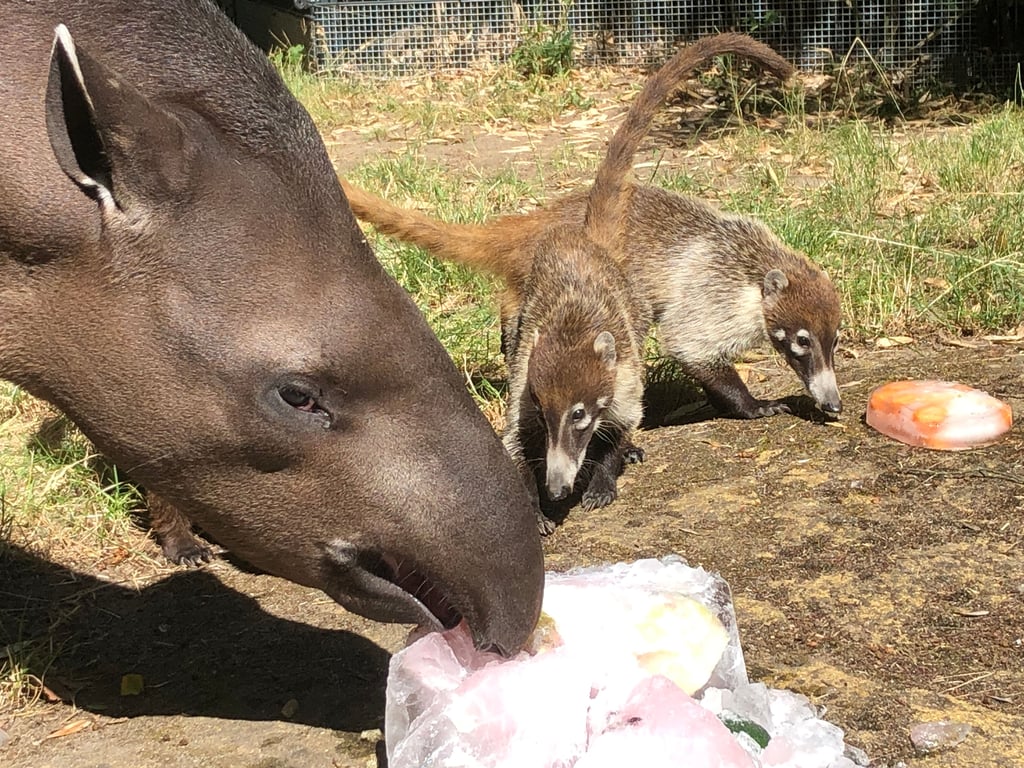 Die Tapire und Nasenbären im Magdeburger Zoo teilen sich bei der Sommerhitze Gemüse auf Eis.