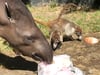 Die Tapire und Nasenbären im Magdeburger Zoo teilen sich bei der Sommerhitze Gemüse auf Eis.