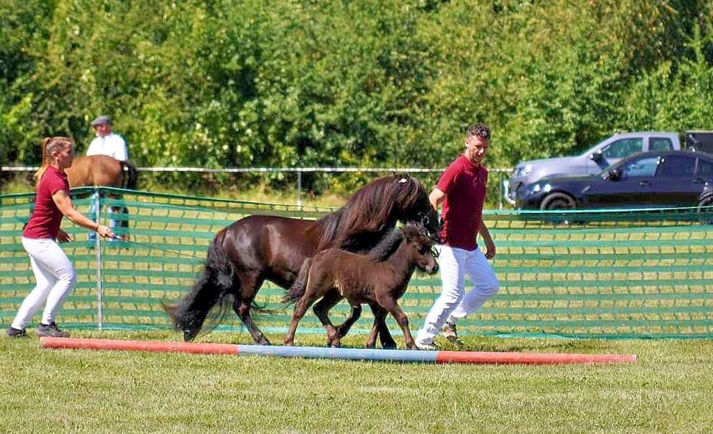 Julia Ertel (l.) und Nils Weber kamen bei der Bewertungsrunde von Shetlandpony „O2“ ordentlich ins Schwitzen.