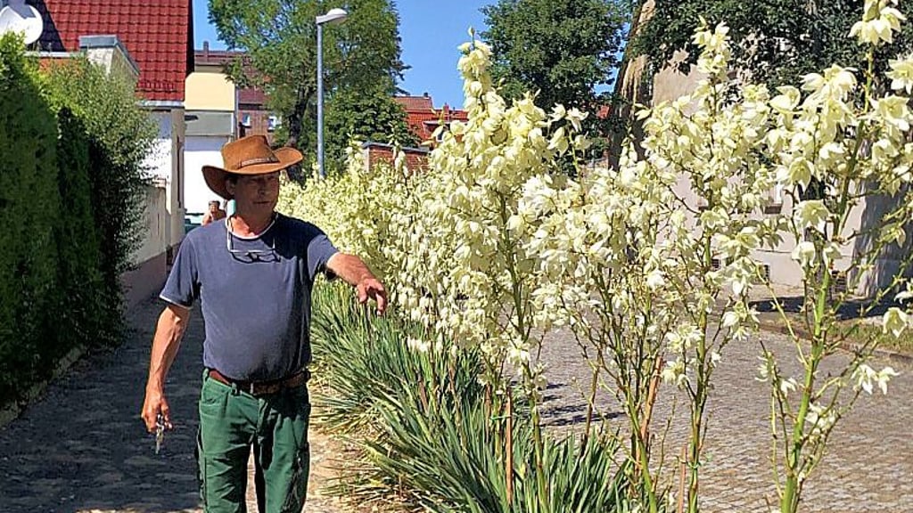 Axel Freydank zeigt die blühenden Yuccas.