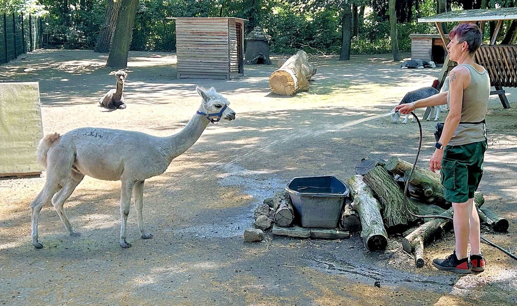 Wasser marsch! Im Tiergehege Bitterfeld gibt es von Manuela Dankert für Alpakas eine Erfrischung per Wasserschlauch.