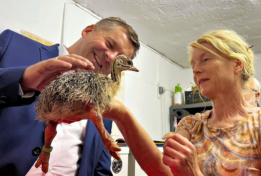 Landwirtschaftsminister Sven Schulze besucht den Straußenhof von Sabine Scholz in Stichelsdorf. Kennengelernt hat er dort den nach ihm benannten Sven I.