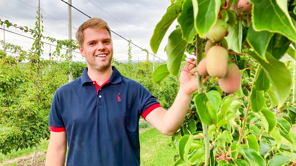 Roman Langels baut in Mansfeld-Südharz Kiwibeeren an. Doch dem Obstbauer macht die Trockenheit zunehmend Sorgen.