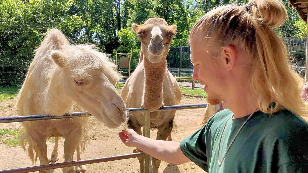 Tierpfleger Ben Eibach nimmt die Paten zum Füttern der Trampeltiere mit.