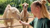 Tierpfleger Ben Eibach nimmt die Paten zum Füttern der Trampeltiere mit.