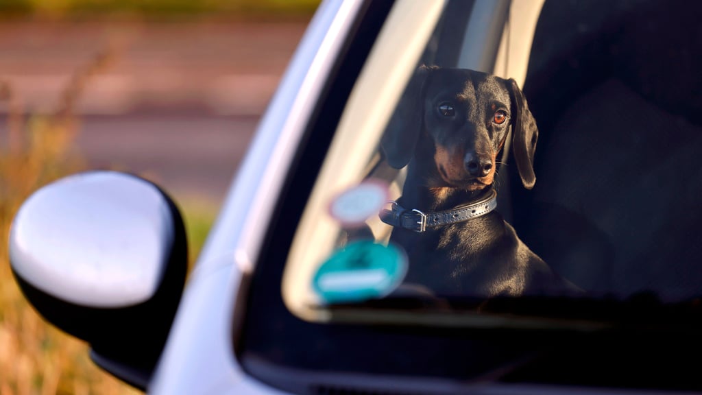 In Köthen musste ein Hund aus einem aufgeheiztem Auto gerettet werden.