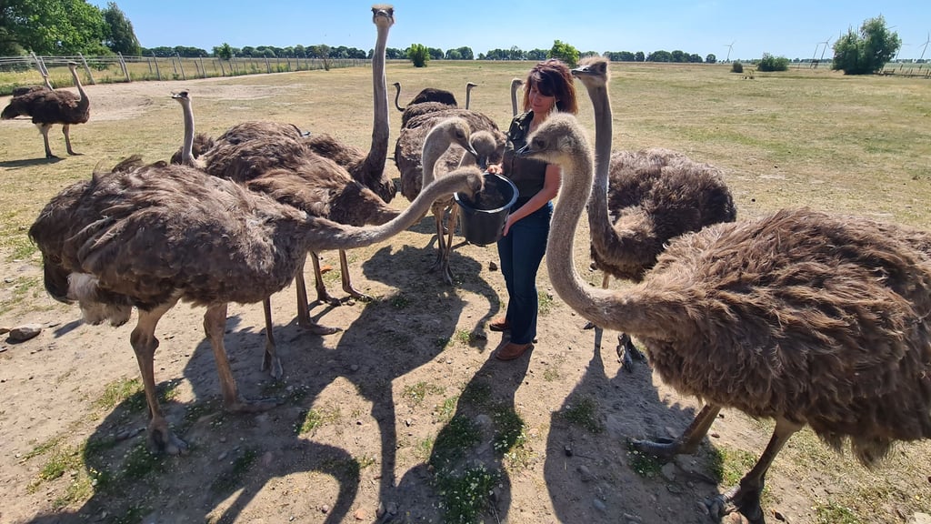 Simone Holldorf hat den Straußenhennen einen Eimer voll Getreideleckerlis nirgebracht.