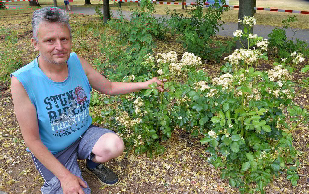 Christian Schwabe aus Sangerhausen schaute am Donnerstag, welche Rosen noch auf dem Beet am Schützenplatz stehen.