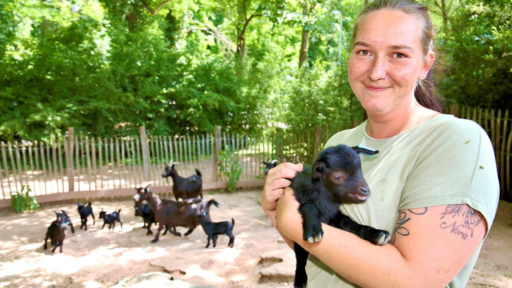 Ina Salewski, Mitarbeiterin des Tiergartens in Bernburg, hält eines der insgesamt zwölf Ziegen-Lämmer auf dem Arm.