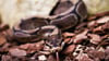 Königspythons (Python regius) sind eine geschützte Art. (Archivbild)