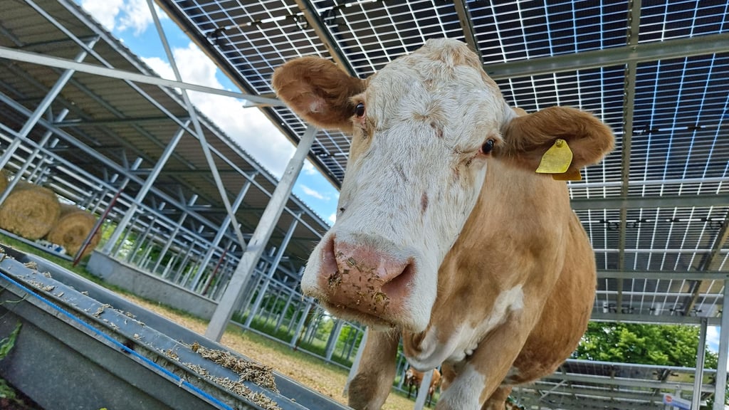 Wie bei diesem Agri-Photovoltaik-Park sollen auch bei Rohrberg Rinder auf der Fläche weiden.