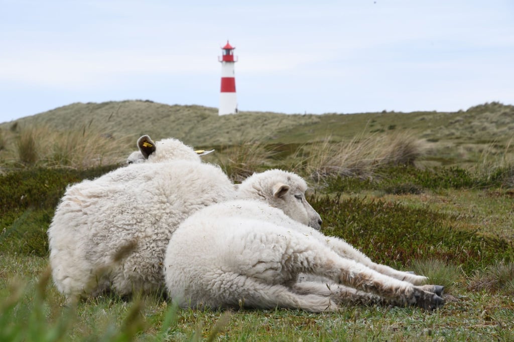 Auf dem Ellenbogen in List (Sylt) hatte der Goldschakal seit Mai mehrere Lämmer gerissen. (Archivbild)