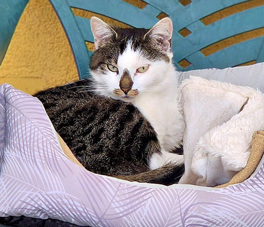 Katze Zazou gehört zu den scheueren Bewohnern im Tierheim Stendal-Borstel.