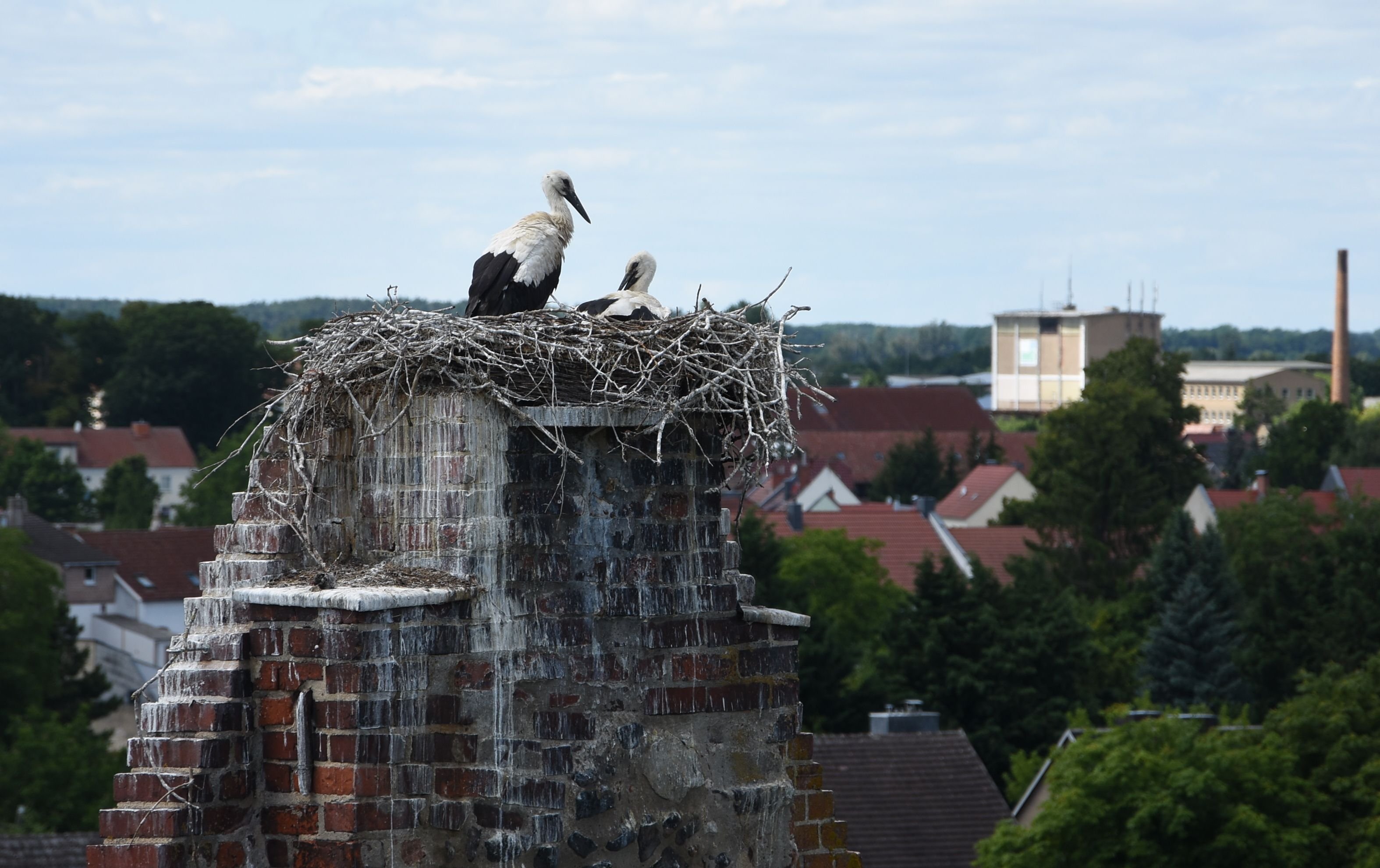 Zählung im Altkreis Kalbe: Horch, horch, Familie Storch - erneut Freude über viel Nachwuchs