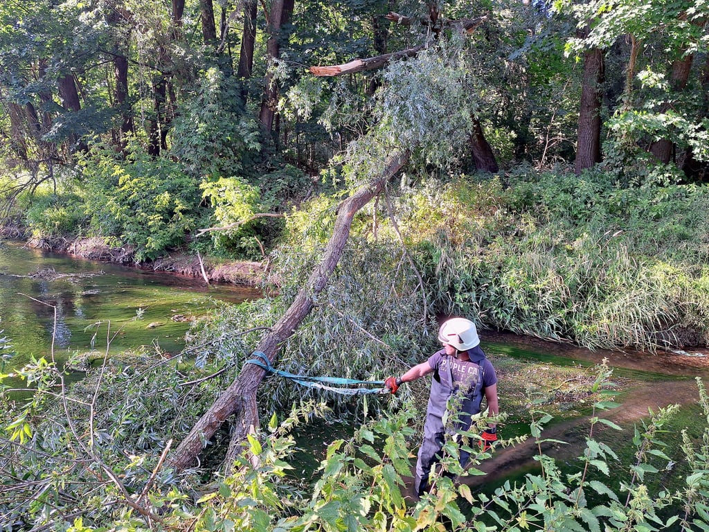 Die Wipper vom umgestürzten Baum befreit haben die Kameraden der Ilberstedter Feuerwehr am Donnerstag.