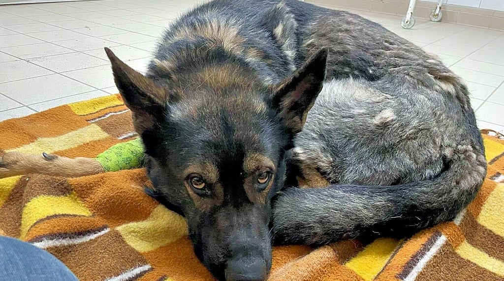 Schäferhund Bruno nach der OP.