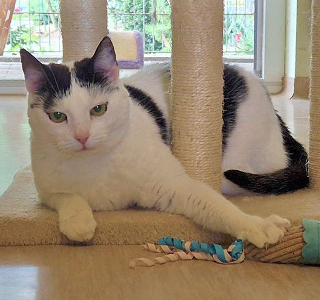 Katze Sia lebt seit 2023 im Tierheim Stendal-Borstel und ist sehr verkuschelt.