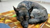 Der rund drei Jahre alte Schäferhund Bruno wurde Anfang des Jahres im Tierheim Schönebeck aufgenommen. Er wurde zuvor durch das Veterinäramt des Salzlandkreises seinem urspünglichen Halter abgenommen.  