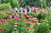 Das Europa-Rosarium in Sangerhausen feierte am 3. Juli seinen 122. Geburtstag.  