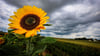 Dichte Wolken und kühle Temperaturen statt Gluthitze erwartet die Sachsen-Anhalter. (Archivbild)