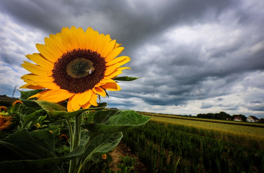 Dichte Wolken und kühle Temperaturen statt Gluthitze erwartet die Sachsen-Anhalter. (Archivbild)