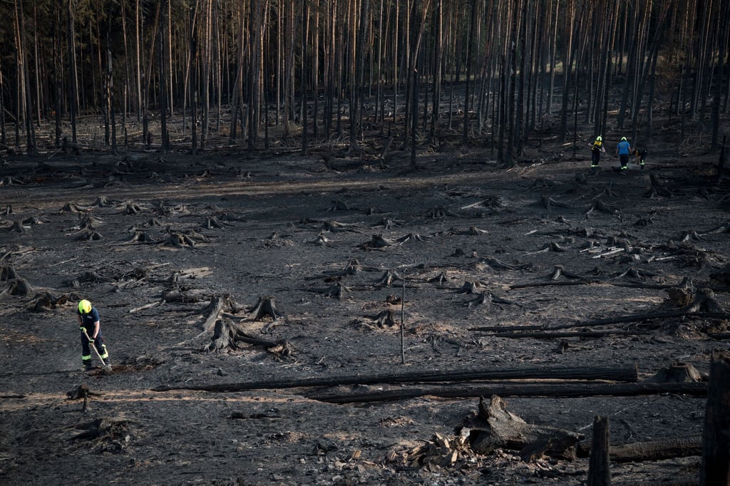 Der Waldbrand hat große Flächen verkohlt.