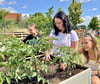 Lilly (v.l.), Stella und Jette setzen Tomatenpflanzen in eins der 19 Hochbeete des neuen Schulgartens im Schulzentrum Könnern. 