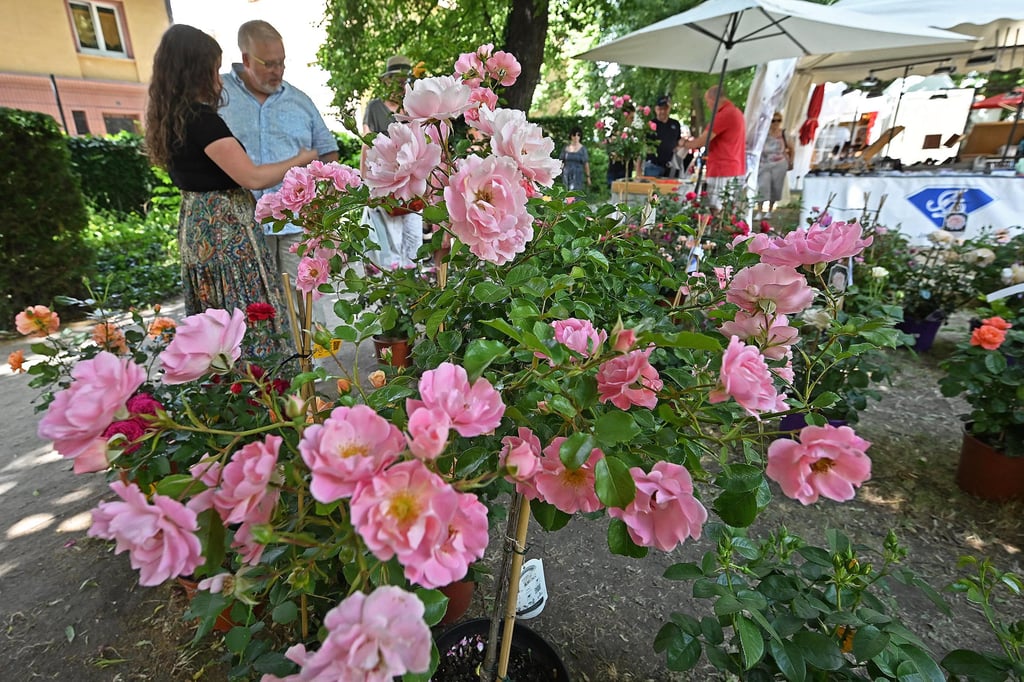 Auch Rosen aus dem Rosarium in Sangerhausen waren im Angebot.