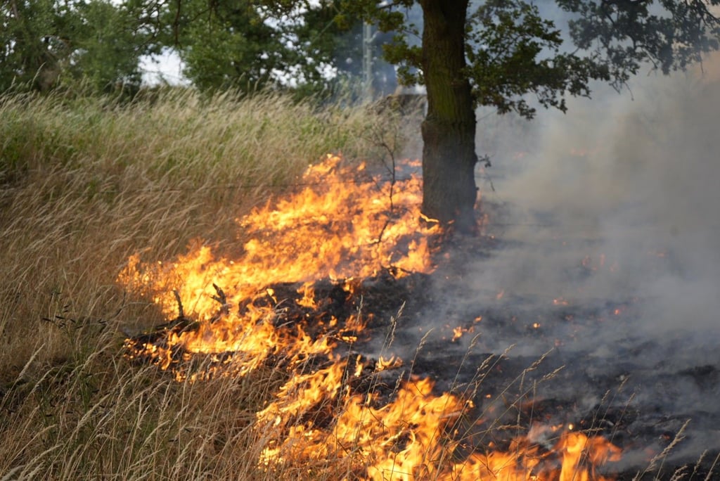 Das Feuer "fraß" sich durch den Wald bei Rodleben.