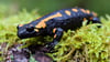 Für den Bestand der Feuersalamander ist Trockenheit ein großes Problem. (Archivbild)