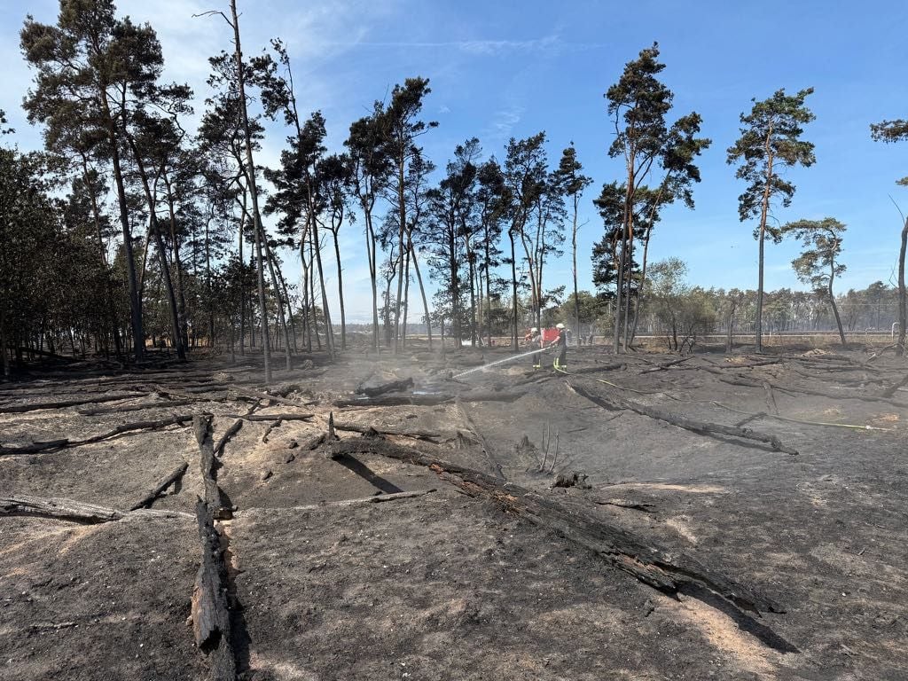 Von dem Wald ist nach dem Feuer nicht mehr viel übrig.