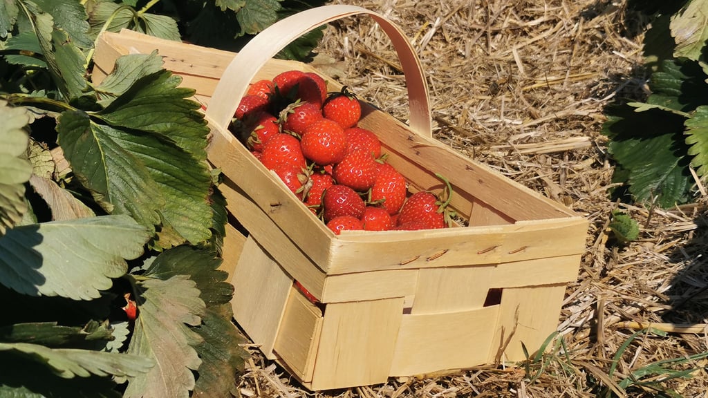 Erdbeeren satt: Aktuell ist Cadenza in Halberstadt angesagt.
