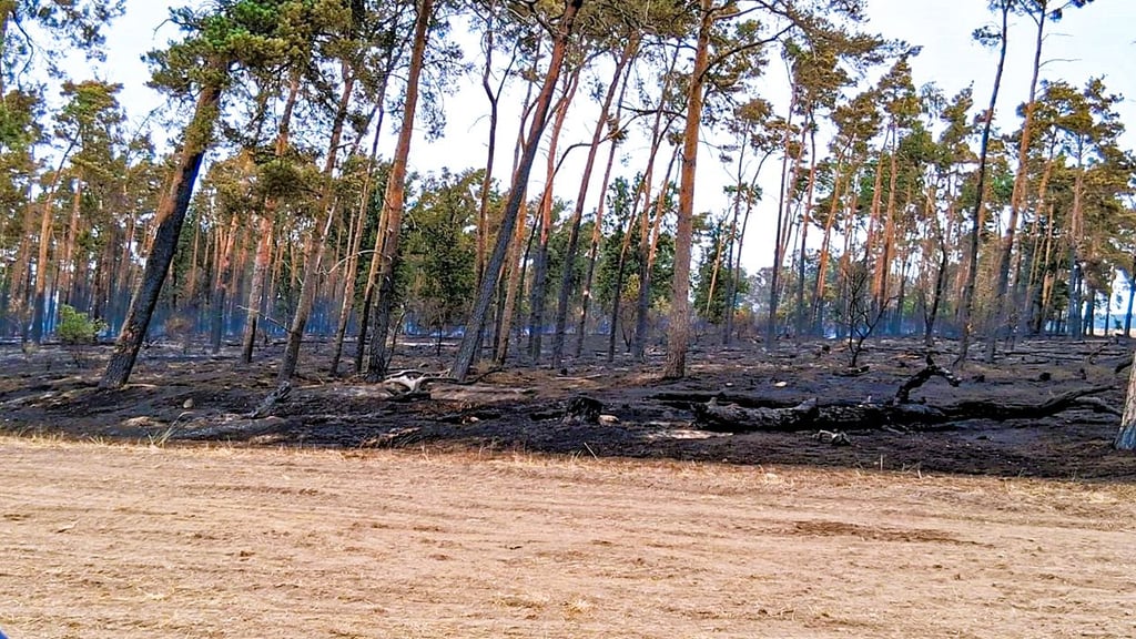 Der Waldbrand zwischen Pakendorf und Wertlau ist gelöscht.