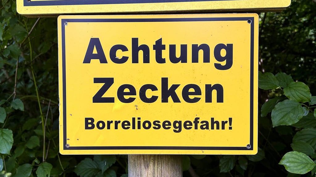 Die Zahl der Borreliose-Infektionen ist in Sachsen-Anhalt deutlich gestiegen.