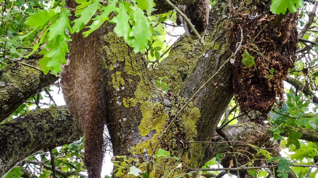 In dieser Eiche bei Oberkamps (Seehausen) im Landkreis Stendal hängen Anfang Juli 2025 mehrere Nester des Eichenprozessionsspinners nebeneinander.