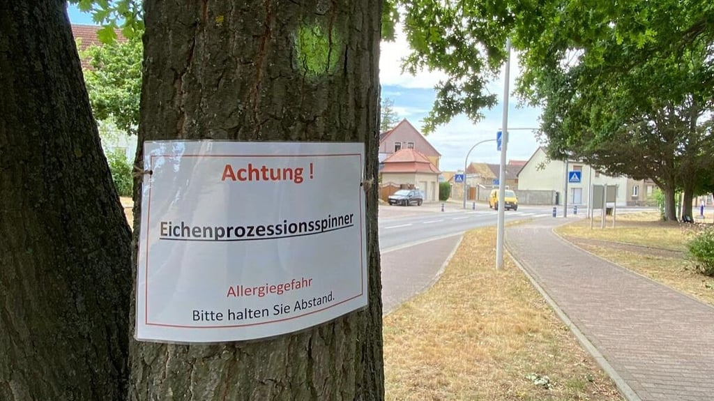 Der Bereich um die Kirche in Friedersdorf ist vom Eichenprozessionsspinner befallen.