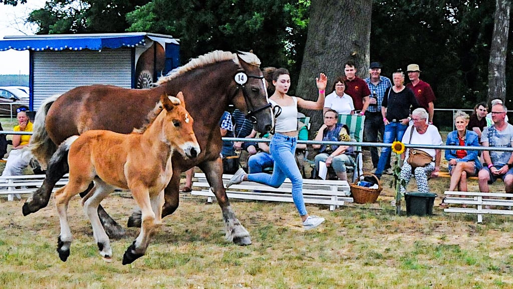 Juliane präsentiert in Uthmöden das Stutfohlen Alma, das dem zwölfjährigen Jungzüchter Marlon Jäger aus Bregenstedt gehört.