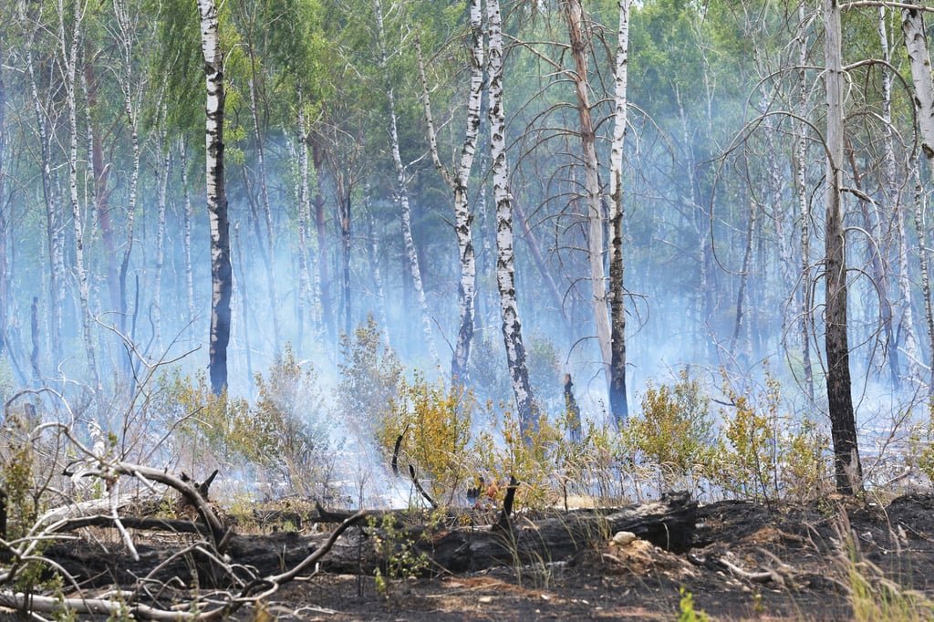 Der Waldbrandschutzbeauftragte Brandenburgs gibt keine Entwarnung. (Symbolbild)